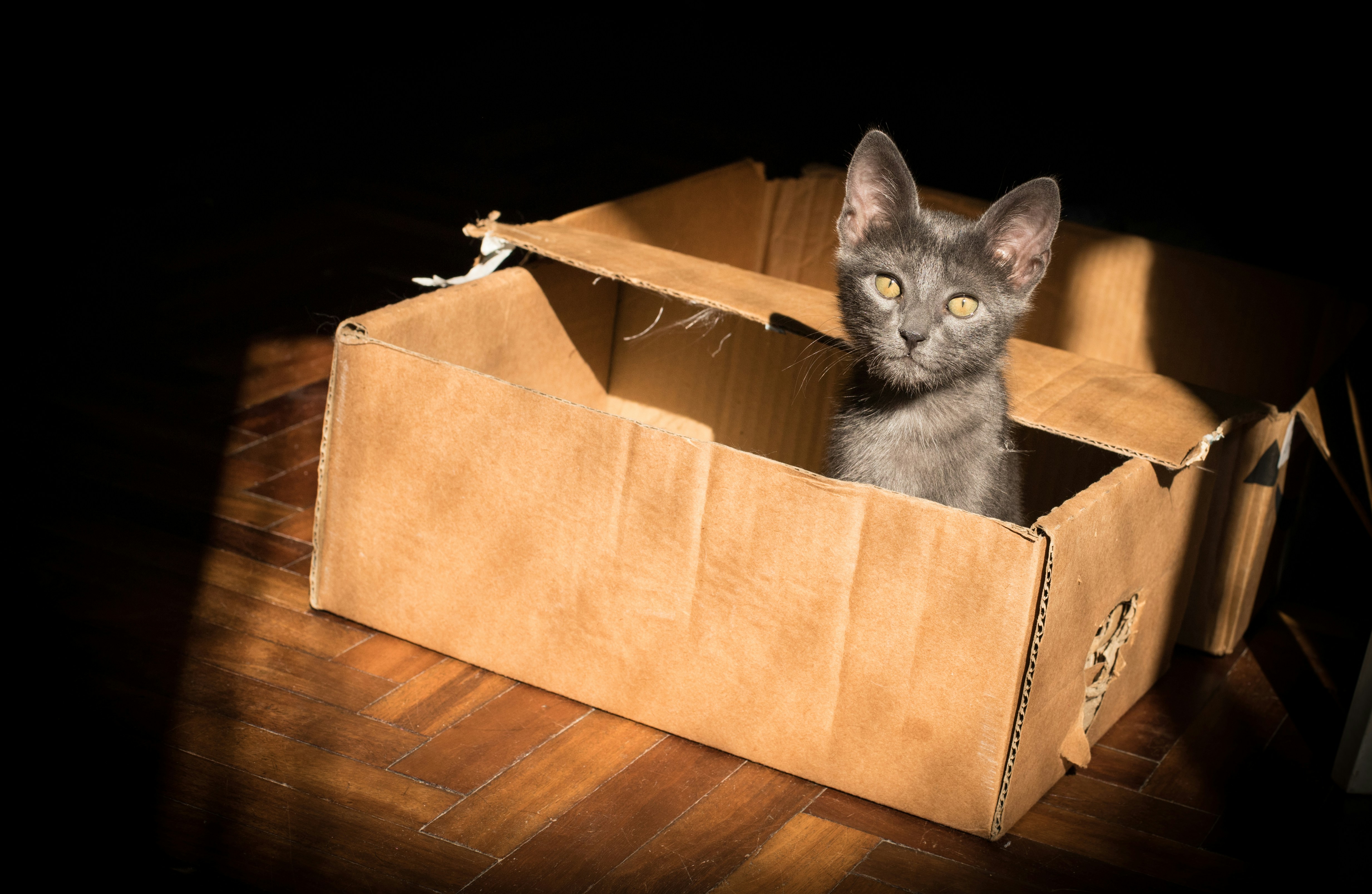 Cat in a box 